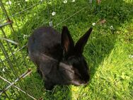 Süßer zutraulicher Hase 7 Monate männlich - Aichtal
