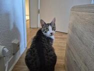 Verschmuste Katze Bibe - Rambin