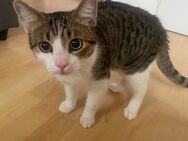 Kater Izuku sucht neues zu Hause - Lübeck