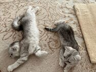 BKH Kitten mit Stammbaum - Neuwied