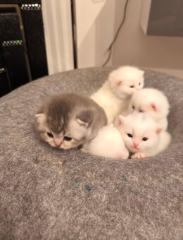 Reinrassige BKH Kitten kerngesund - Halver