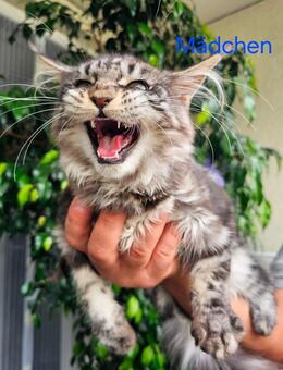Maine Coon Kitten Kätzchen Babys - München