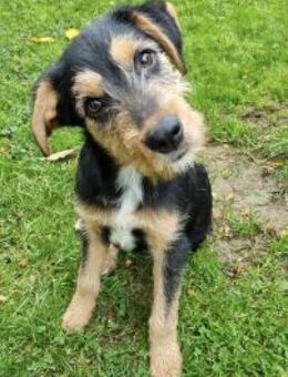 Zido 40 cm (Okt 25) Pflegestelle - Alpenrod