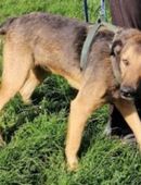 Zorro ist sehr freundlich und lieb in 29690