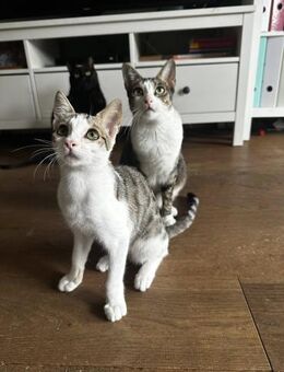Powerkatze Sil sucht Liebe - Lauda-Königshofen
