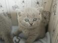 BKH Kitten suchen ein liebevolles Zuhause in 8304