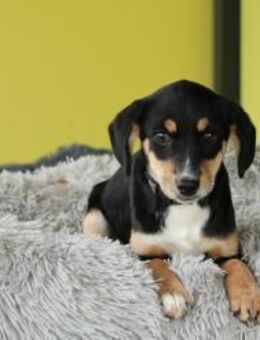 Raina - unsere kleine Schönheit... - Hagen (Stadt der FernUniversität)