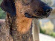 BEO - Traumhund wartet auf Pflegestelle - Kirchlengern