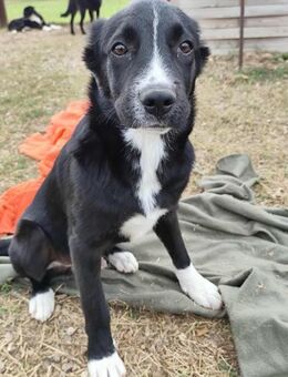 Dino - kleiner Herzensbrecher - Dingolfing