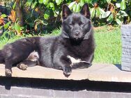 Shiba inu - zwergspitz mischling - Wassenberg