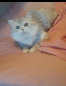 Deckkater BKH kein Verkauf - Frankfurt (Main) Zeilsheim