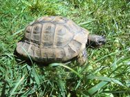 Griechische Landschildkröte Testudo hermanni mänl. 25 Jahre & Gesund ! - Ottrau
