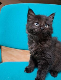 Maine Coon Mischling Kitten. Männlich - Lübbecke