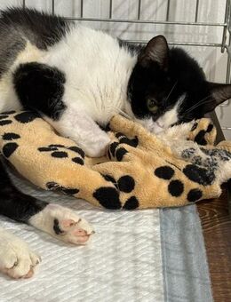 🆘🐾 Tapferer Kater Tuxi🖤🆘 - Eislingen (Fils)