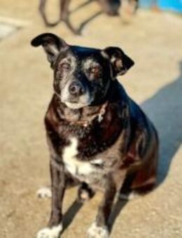 Stella sucht ein Zuhause - München