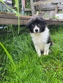 Toller Border Collie junge - Rinchnach