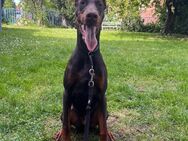 Liebebedürftiger Dobermann - Zwenkau