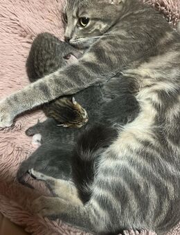 Bengal Mix Kitten, Katzen Baby - Aalen Zentrum