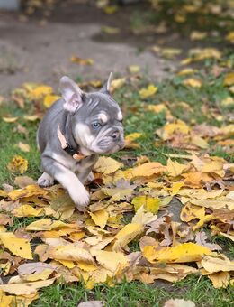Französische Bulldoggen Welpen - Espelkamp Altgemeinde