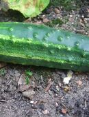 Gurke - Delicius in 70569