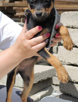 Biby sucht eine liebevolles Zuhause - Berlin