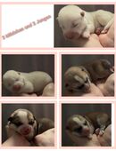 Akita Inu Welpen in 22417