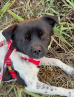 Nela - sanfte Hündin sucht Zuhause (C) - Ludwigshafen (Rhein)