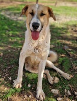 Pele-Prachtkerl für Freunde großer Hunde - Mettmann