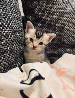 Maicon x Abisnier mix Kitten - Teningen