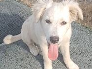 Alia, a.d.Tierschutz, sucht liebe Menschen - Boxberg (Oberlausitz)
