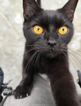 Joron - Verschmuster Prachtpanther - Aichwald