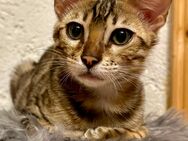 Reinrassige liebevolle Bengal Kitten mit Stammbaum - Lüdenscheid