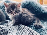 Katzen Kitten Babykatzen abgabebereit Maine Coon Mix - Mammelzen