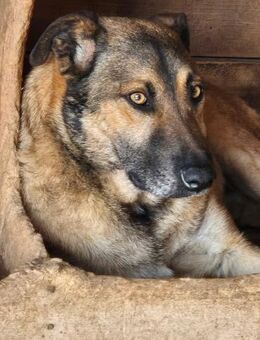 ALVAR sucht liebevolles Zuhause - Neuberg