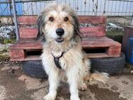 Unser Coby ist ein süßer Charmeur mit Fl - München