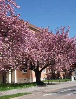 Nachbar gesucht !!! moderne 2-Zimmer-Wohnung- schick saniert !!!!!! - Chemnitz