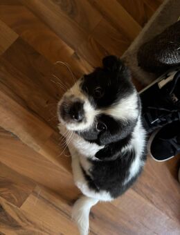 3 Monate alte Welpen suchen ein liebevolles Zuhause 🐶 - Dortmund
