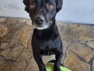 Elsie ❤️ sucht ihre Familie - Kalkar