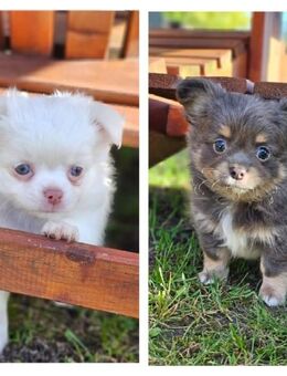 Pomeranien Zwergspitz Mix Welpen - Biederitz
