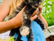 Katzenbaby Mädchen Schildplatt Kitten - Barkhagen