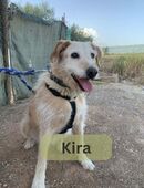 KIRA, w., kastr., Mischling, ca. 60 cm in 78354