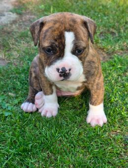 Old Englische Bulldogge Mischling - Wurzen Roitzsch