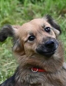 Liebenswerte VUKINA - Gefrees