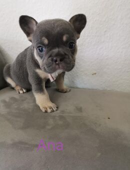 Französische Bulldogge Welpen geboren 09.07.25 - Gummersbach