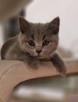 BKH-Kitten (3 noch frei) - Berlin Lichtenberg
