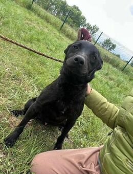 Dennis wartet auf seine Menschen - Nordwalde