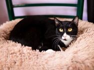 Sylvie aus dem Tierschutz - Grevenbroich