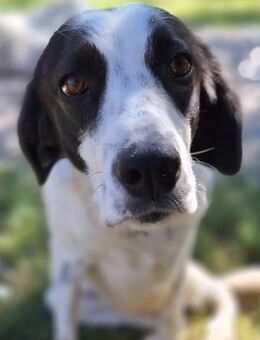 Iris -ein sanftes, liebevolles Engelchen - Krefeld