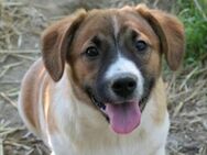 Tilda - sucht ihre Familie - Kallmünz