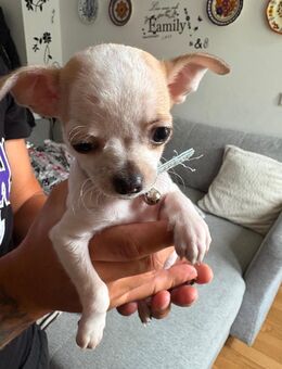 Chihuahua Welpen - Ehningen